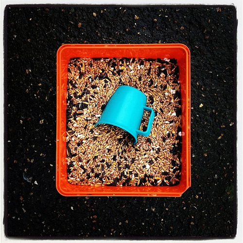 Birdseed
