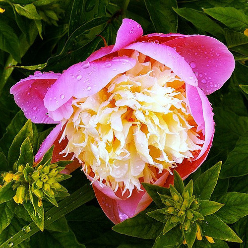 Peony