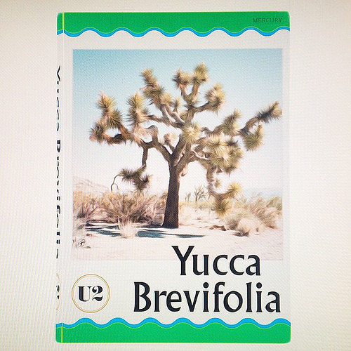 Yucca