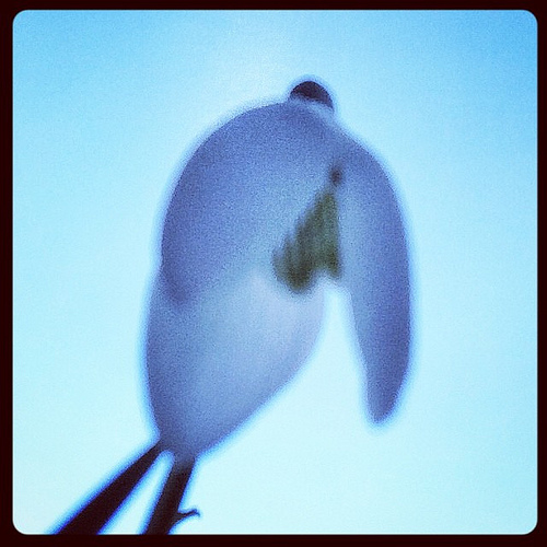 Snowdrop