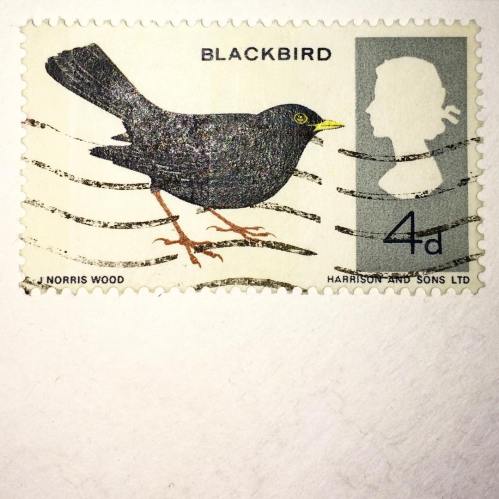 Blackbird